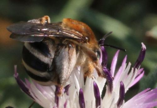 Tetraloniella dentata