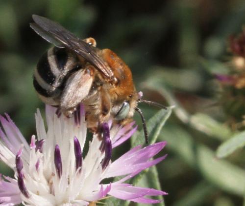 Tetraloniella dentata