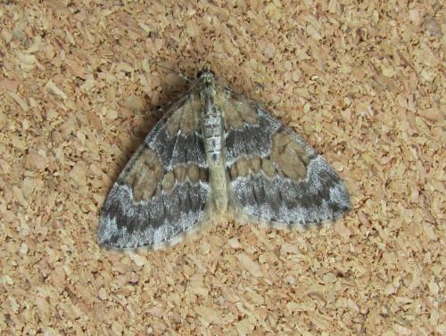 Réf. 111 113 : Thera sp.