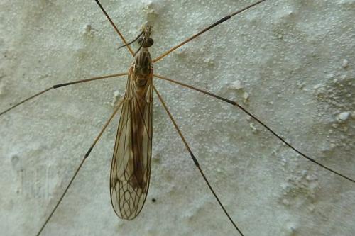Tipula obsoleta