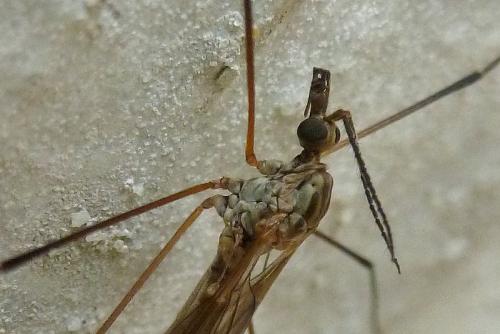 Réf. 111 522 : Tipula obsoleta