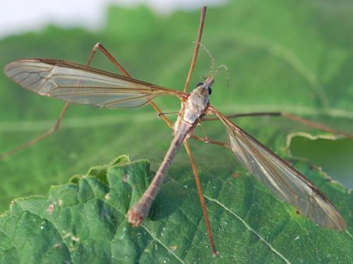 Tipula paludosa