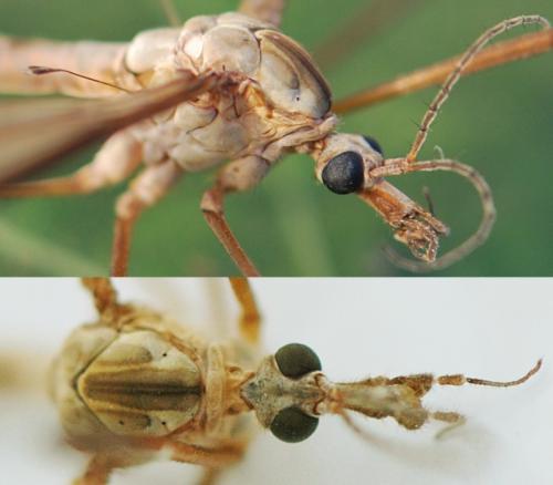 Tipula paludosa