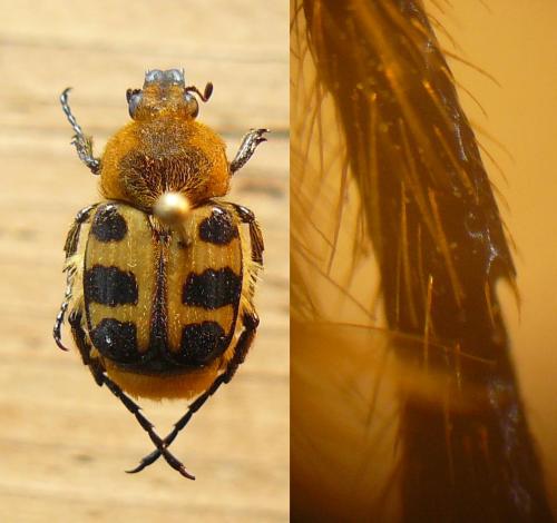 Réf. 111 995 : Trichius fasciatus