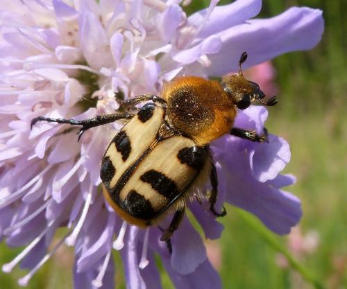 Trichius fasciatus