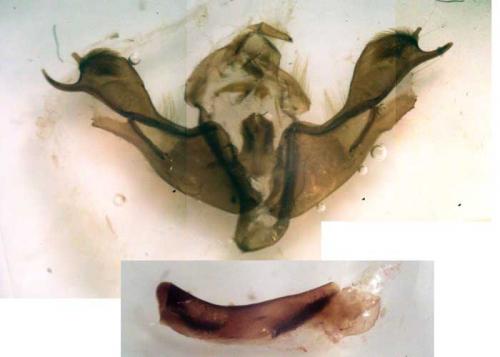Trigonophora crassicornis