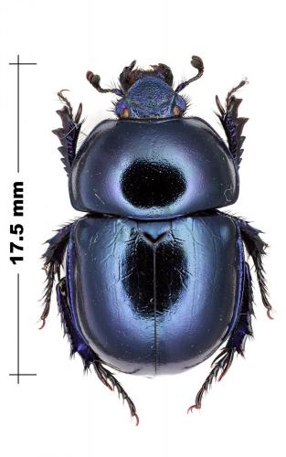 Réf. 111 587 : Trypocopris vernalis