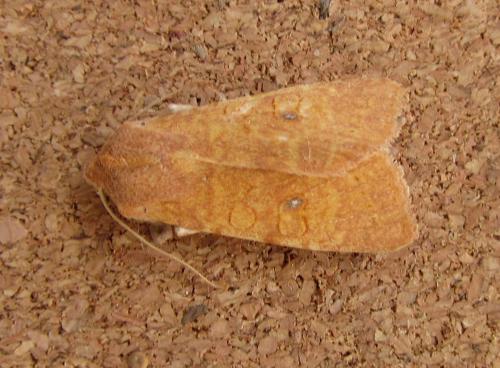 Xanthia gilvago
