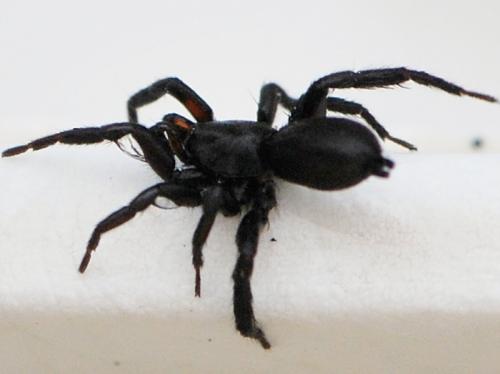 Zelotes manius