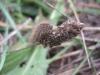111030 – Photo : Lecomte – France (37)