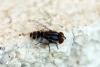 111010 – Photo : Nicolas Alric – France (12)