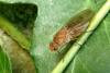 111143 – Photo : Patrick Le Mao – France (22)