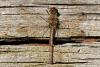 Sympetrum striolatum