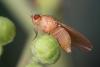 Lyciella platycephala