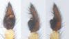 111205 – Photo : roy – France (85)