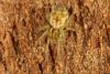 Nigma sp.