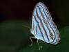 111452 – Photo : Alexandre Vinot – Guyane française