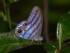 111390 – Photo : Alexandre Vinot – Guyane française