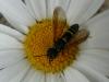 111020 – Photo : Jean-Pierre Montenot – France (05)