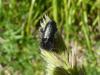 111541 – Photo : Jean-Pierre Montenot – France (05)