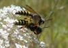 111050 – Photo : Gomjabar35 – France (35)