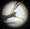 Neides sp.