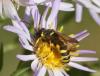 111038 – Photo : Michel Mathieu – France (14)
