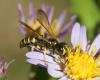 111013 – Photo : Michel Mathieu – France (14)