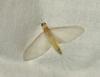 111133 – Photo : Edith Konik – France (32)