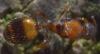 111218 – Photo : Philippe Legros – France (94)