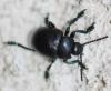 111231 – Photo : Patrick Decreus – Espagne