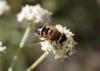 111176 – Photo : alain Roujas – France (31)