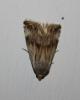 111046 – Photo : alain Roujas – France (31)