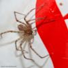 Tegenaria parietina
