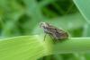 111120 – Photo : Patrick Le Mao – France (35)