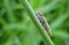 111121 – Photo : Patrick Le Mao – France (35)