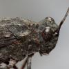 111071 – Photo : Vincent Derreumaux – France (66)