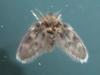 111024 – Photo : Bobabar – France (95)
