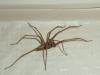 Tegenaria sp.