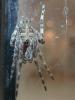 Larinioides sclopetarius