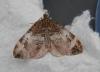 111047 – Photo : Dominique THAUVIN – France (45)