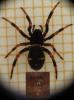 111139 – Photo : Alexanor – France (46)