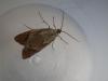 111203 – Photo : Dominique THAUVIN – France (45)
