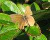 111061 – Photo : Genevieve BUXIN – France (31)