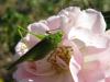 111060 – Photo : Genevieve BUXIN – France (31)