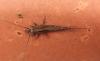 111213 – Photo : Brigitte Ulmer – France (47)