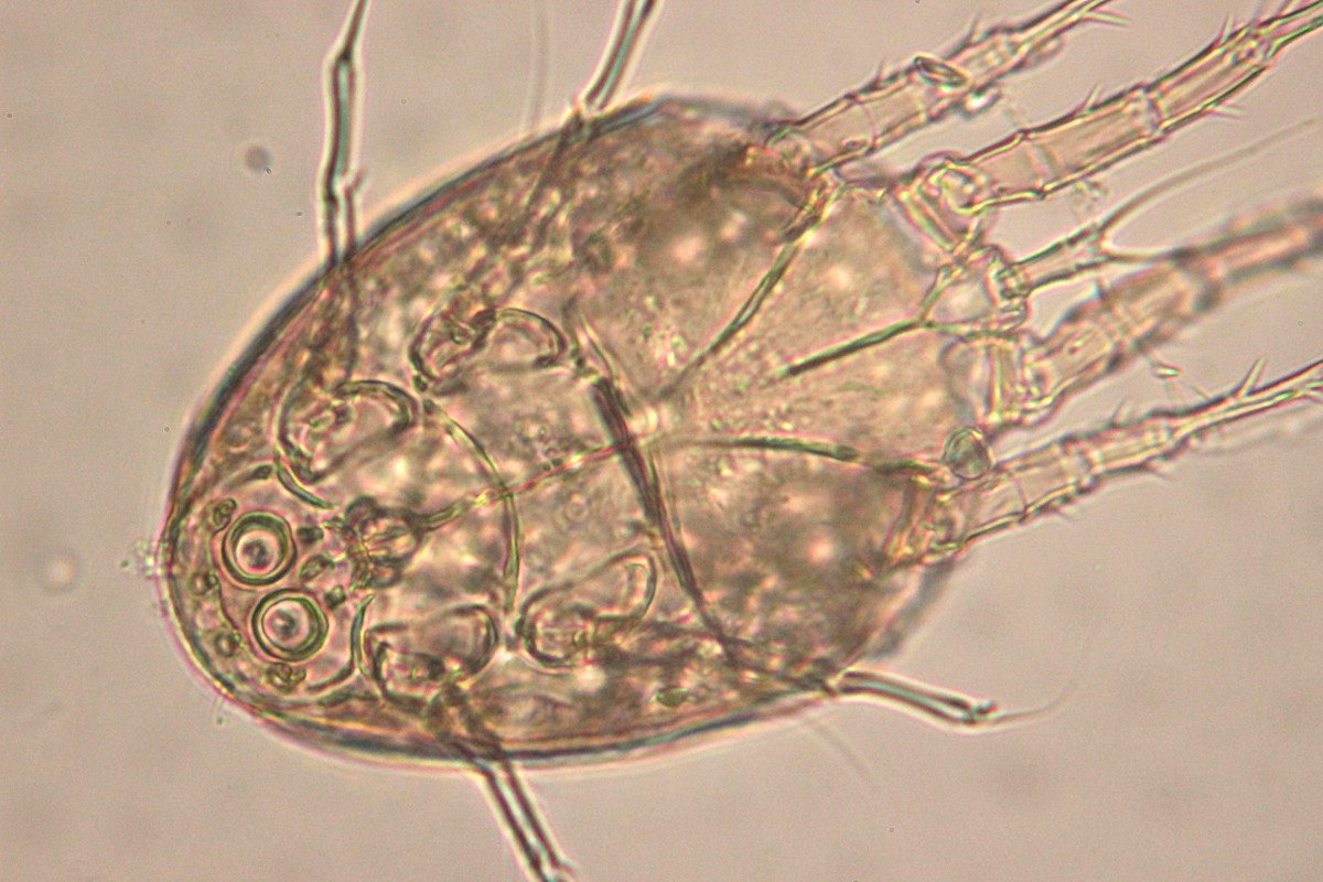 Anonyme - Myianoetus virgatus - réf. 111864 (1200 x 800 pixels, 178 ko)