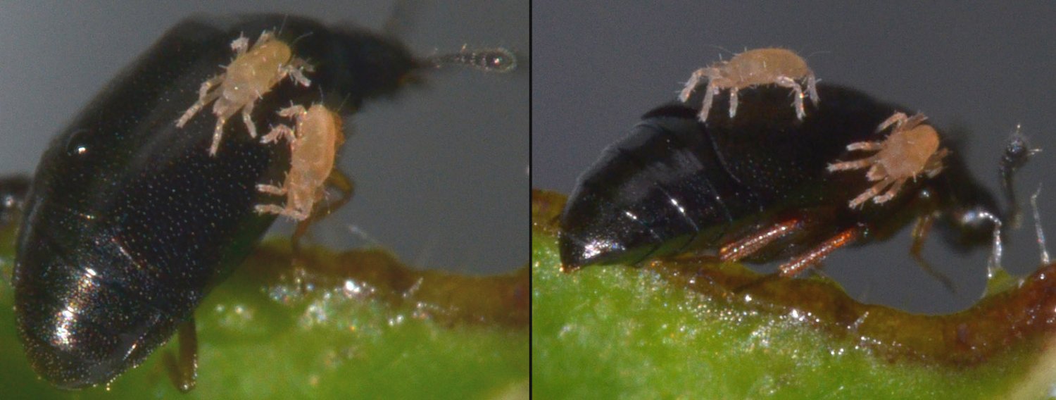 Philippe Legros - Ereynetes sp. - réf. 111839 (1500 x 568 pixels, 113 ko)