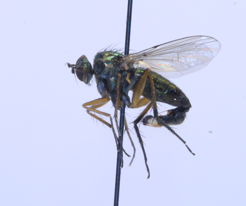 clovis - Dolichopus ungulatus - réf. 111511 (800 x 670 pixels, 164 ko)