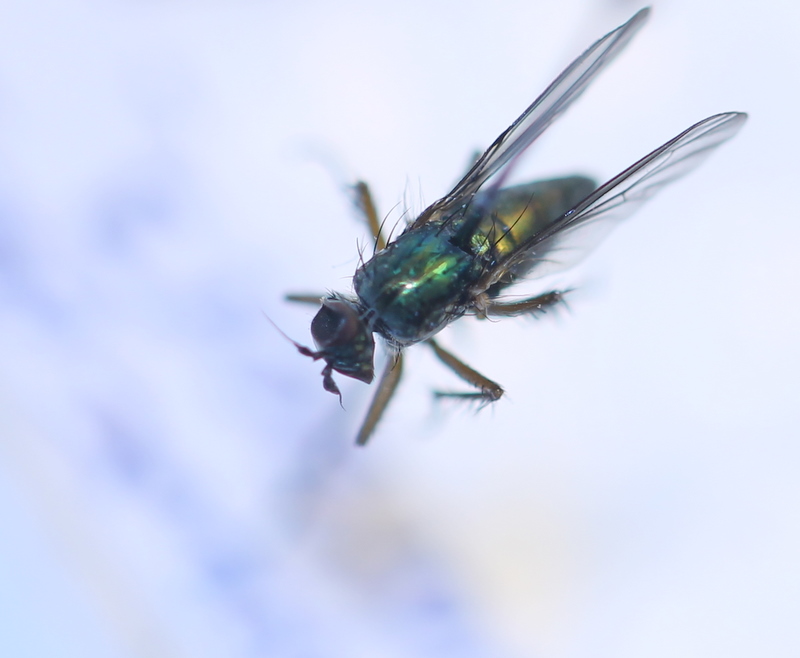 clovis - Dolichopus ungulatus - réf. 111510 (800 x 658 pixels, 125 ko)
